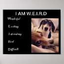 Recherche de chien de teckel posters Weiner