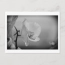 Recherche de orchidée blanche cartes postales Photographie