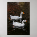 Zoek naar eend gans kunst Ganzen