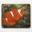 Recherche de poissons mer tapis souris Vie marine