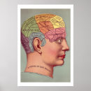 Zoek naar phrenology Brein