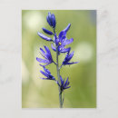 Recherche de bulbe cartes postales Floraison