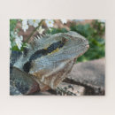 Recherche de de dragon photographie Animaux