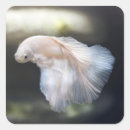 Recherche de betta autocollants Siamois