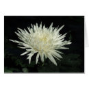 Recherche de chrysanthème photographie Fleur