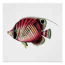 Recherche de poissons exotiques posters Tropical