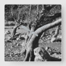 Recherche de arbres noirs et blancs horloges Pour tous