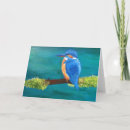 Zoek naar ijsvogels kaarten Groet