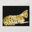 Recherche de serval cartes postales Animal