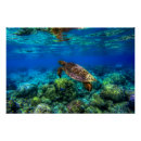 Recherche de sea turtle posters Sous la mer