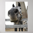 Zoek naar merrieveulen posters Paard