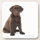 Recherche de chocolat labrador dessous de verres Nature