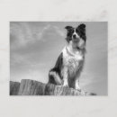Recherche de arbre solitaire cartes postales Noir et blanc