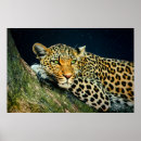 Recherche de empreinte de léopard posters Faune