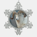Recherche de dall Moutons