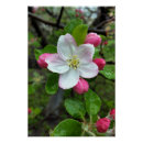 Recherche de bourgeon rose posters Printemps