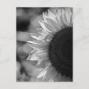 Zoek naar bw briefkaarten Foto