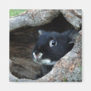 Recherche de bille magnets Nature