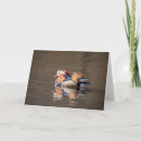 Recherche de canard de mandarine vœux cartes Nature