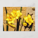 Recherche de fleur de jonquille cartes postales Narcisse
