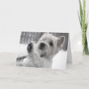 Recherche de westies mignons vœux cartes West highland white terrier
