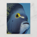 Zoek naar angelfish briefkaarten Zee