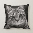 Recherche de tigre coussins Photographie