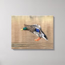 Zoek naar eenden kunst Watervogels