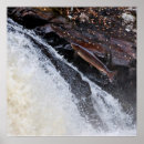 Recherche de salmos posters Saumon saut