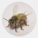 Recherche de pollen autocollants Insecte