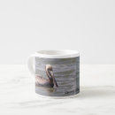 Recherche de pélicans tasses Oiseau