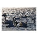 Recherche de vogel posters Oiseau