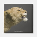 Recherche de tête de lion magnets Faune