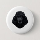 Recherche de caniche standard badges Animal