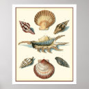 Zoek naar shell kunst Zeeschol