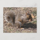Recherche de squirrel cartes postales Noix