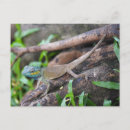 Recherche de chameleon cartes postales Lézards