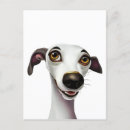 Recherche de whippet cartes postales Greyhound