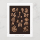 Recherche de sea life cartes postales Vintage