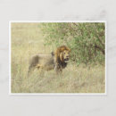 Zoek naar mannelijke leeuw posters Kenya