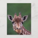 Zoek naar impala briefkaarten Natuur