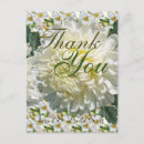 Recherche de chrysanthèmes vœux cartes Invités