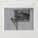 Recherche de poules cartes postales Plumes