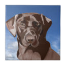 Recherche de brun chocolat carreaux Labrador