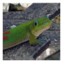 Recherche de gecko posters Lézard