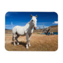 Recherche de chilien magnets Amérique latine