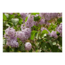Recherche de belles fleurs posters Floral