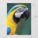 Recherche de bresil cartes postales Jaune