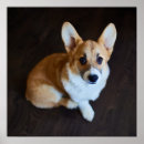 Recherche de yeux de chien posters Animal de compagnie