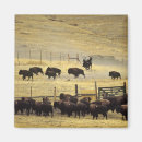 Recherche de cow magnets Animal